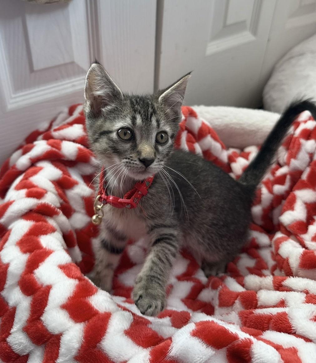 Enlarge Rusty, a Adoptable mixed breed in Orlando, FL image 3/3