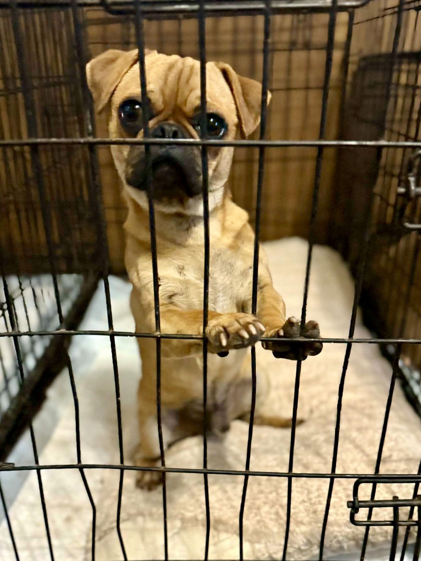 Enlarge Martin, a Adoptable Pug in Monticello, NY image 1/2