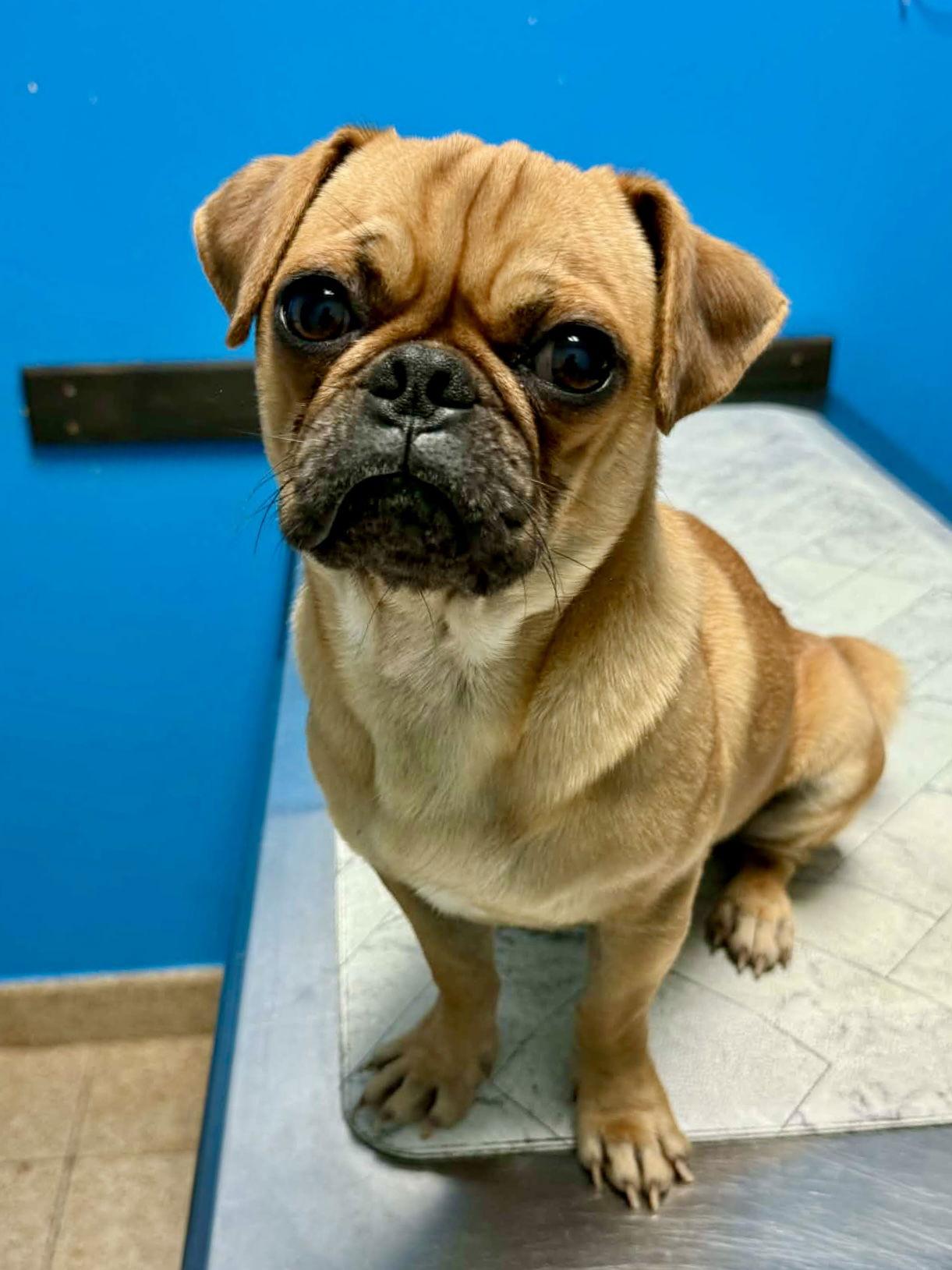 Enlarge Martin, a Adoptable Pug in Monticello, NY image 2/2