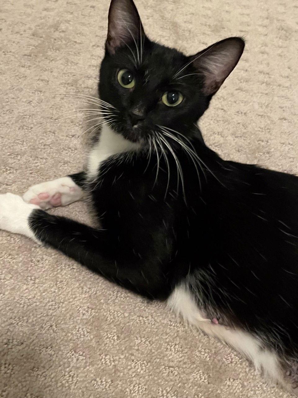 CC, Adopted, Adult Female Tuxedo & Domestic Short Hair.