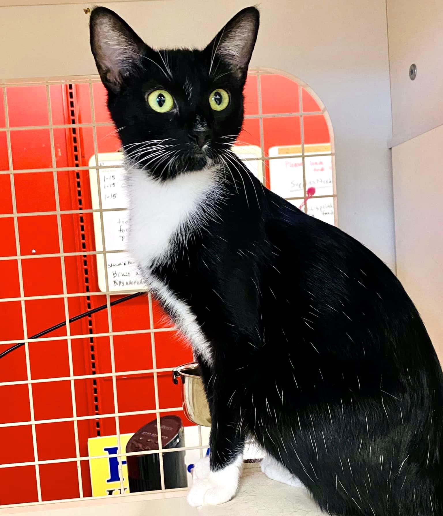 Enlarge CC, a Adopted mixed breed in Fort Myers, FL image 2/3