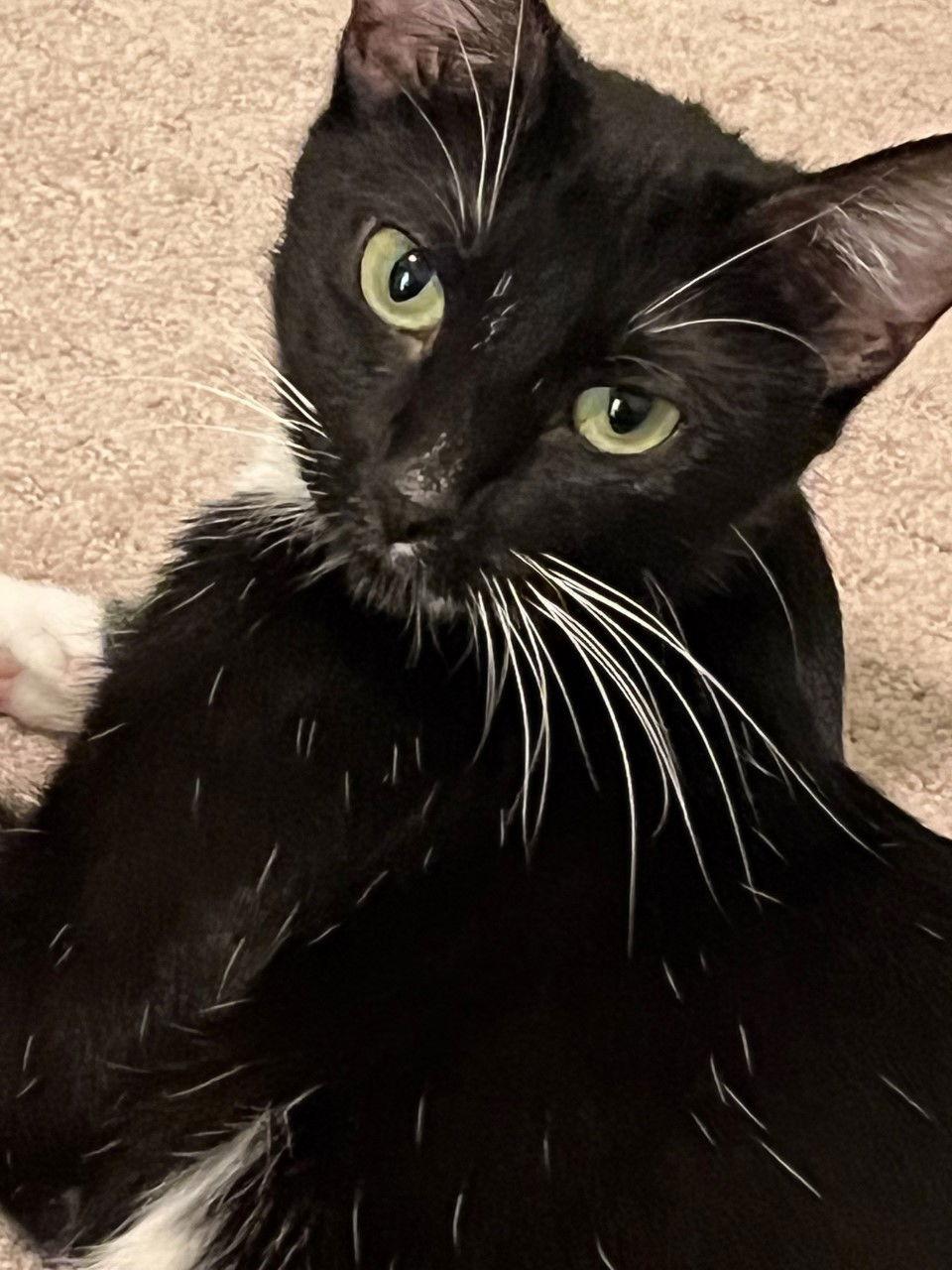 Enlarge CC, a Adopted mixed breed in Fort Myers, FL image 3/3