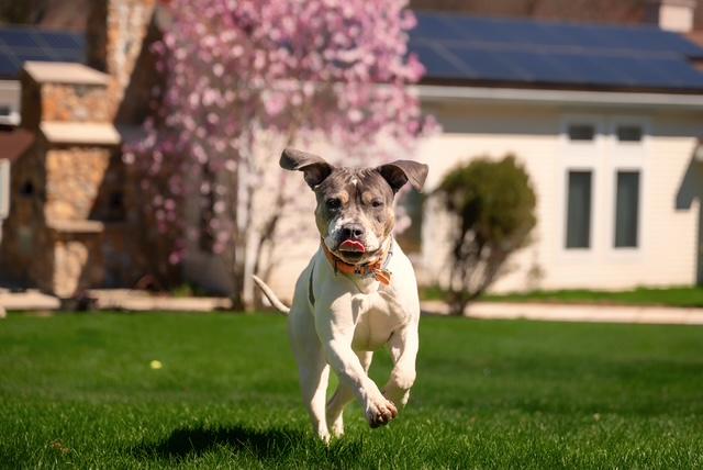 Enlarge Ellie, a ADOPTABLE mixed breed in Stamford, CT image 3/6