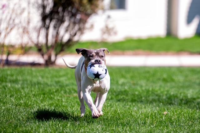 Enlarge Ellie, a ADOPTABLE mixed breed in Stamford, CT image 2/6