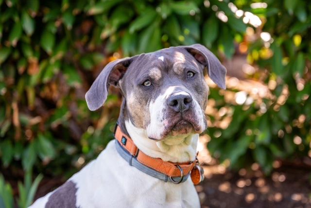 Ellie, ADOPTABLE, Adult Female Pit Bull Terrier & American Staffordshire Terrier.