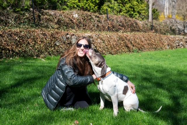 Enlarge Ellie, a ADOPTABLE mixed breed in Stamford, CT image 5/6