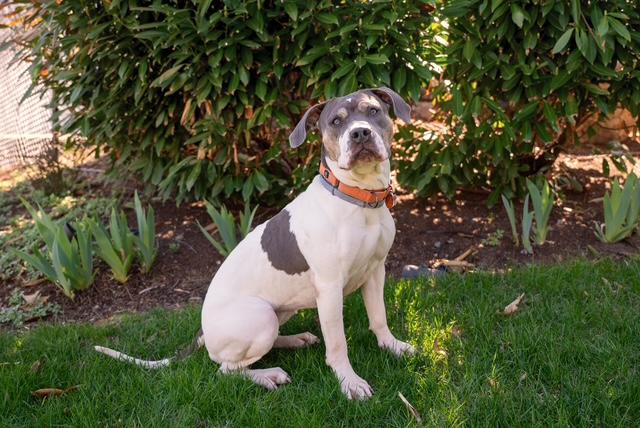 Enlarge Ellie, a ADOPTABLE mixed breed in Stamford, CT image 4/6