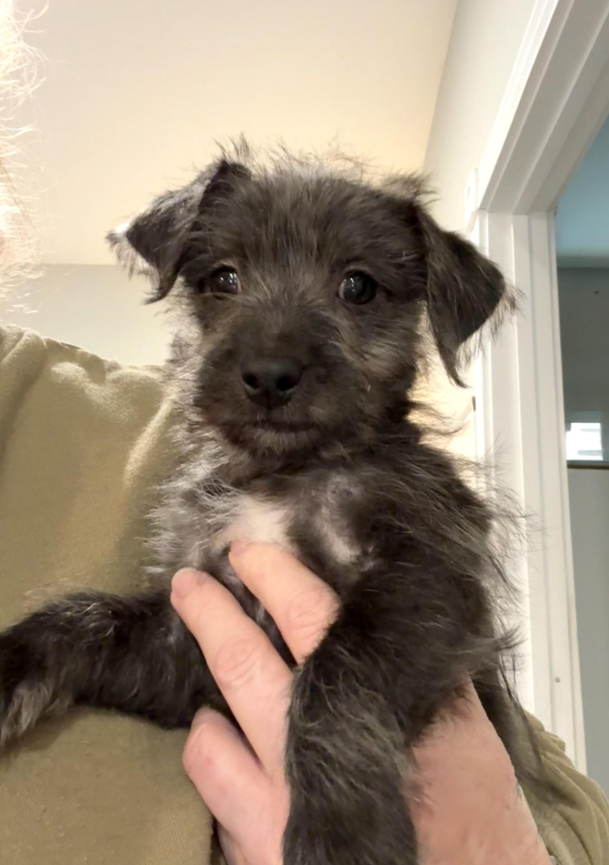 Enlarge Clover Or Sage scruffy kids, an adopted mixed breed in Lockhart, TX image 3/6