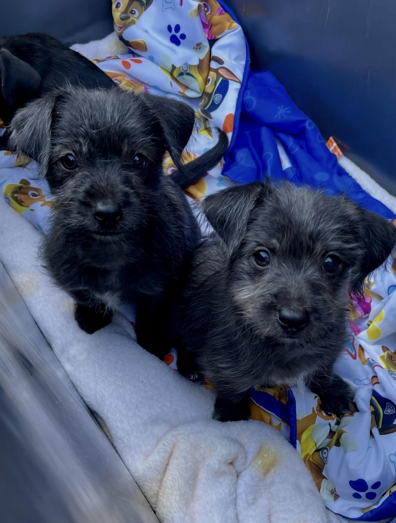 Enlarge Clover Or Sage scruffy kids, an adopted mixed breed in Lockhart, TX image 6/6