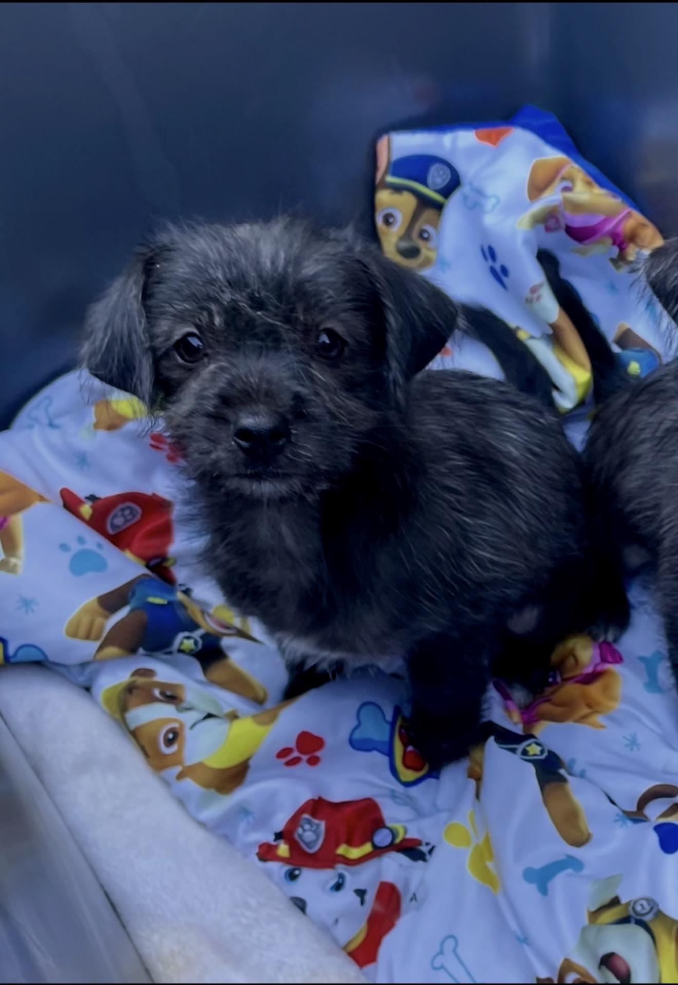 Enlarge Clover Or Sage scruffy kids, an adopted mixed breed in Lockhart, TX image 5/6