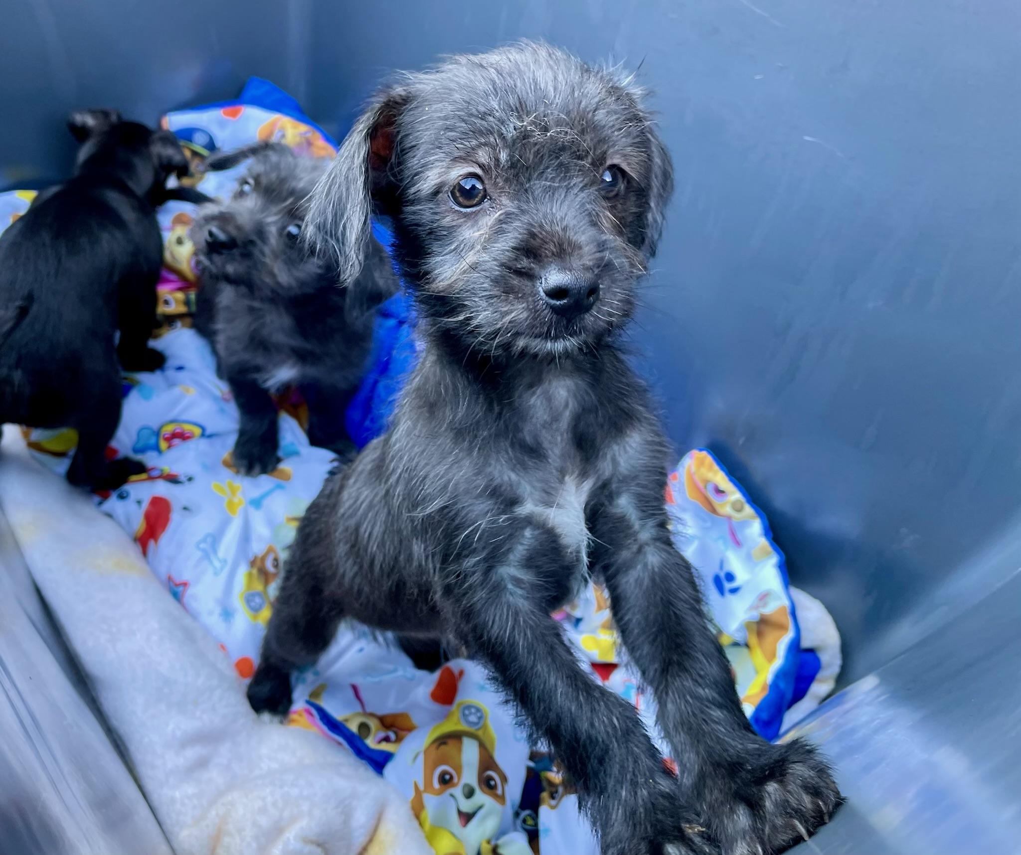 Enlarge Clover Or Sage scruffy kids, an adopted mixed breed in Lockhart, TX image 4/6