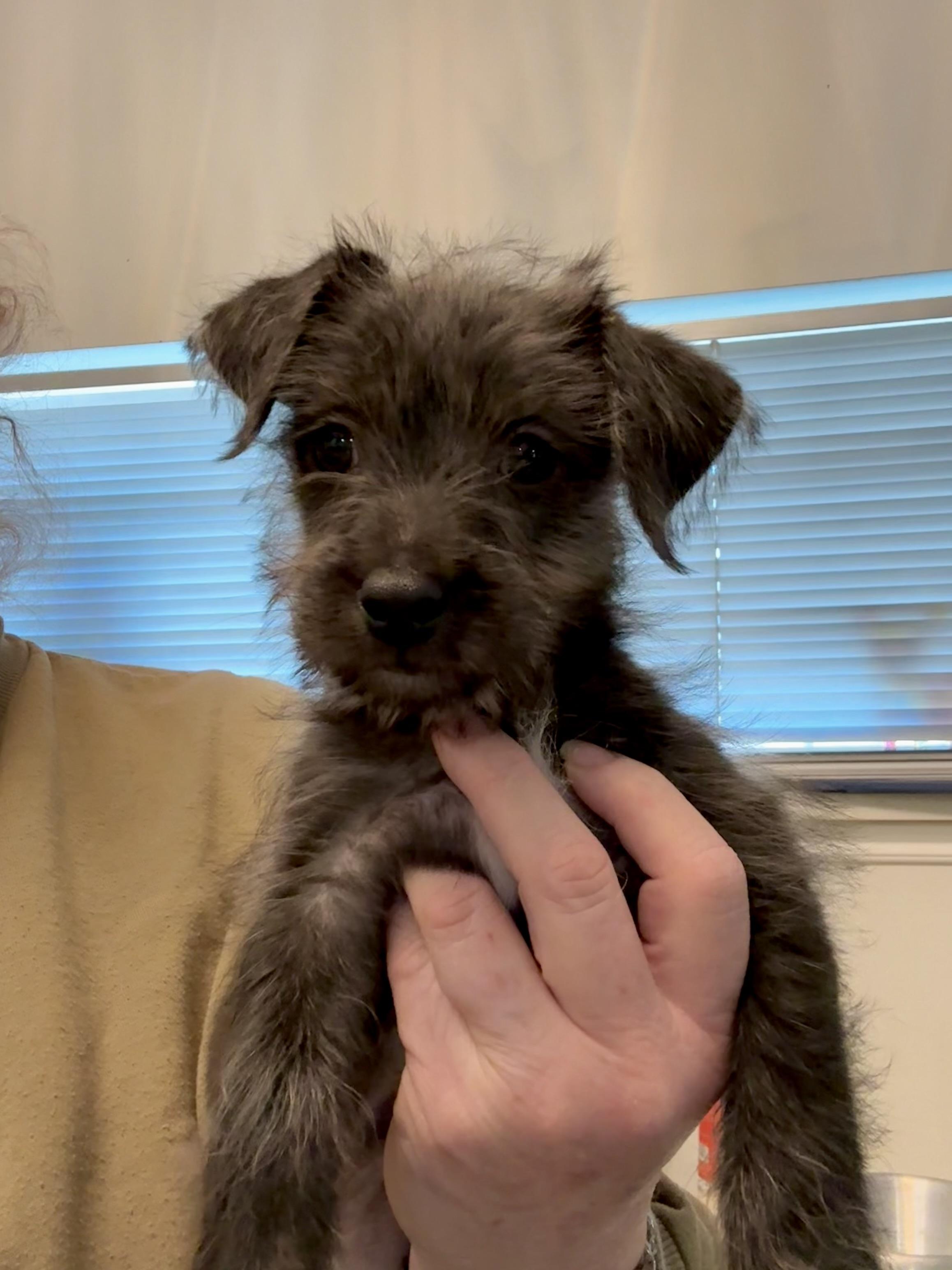 Enlarge Clover Or Sage scruffy kids, an adopted mixed breed in Lockhart, TX image 2/6