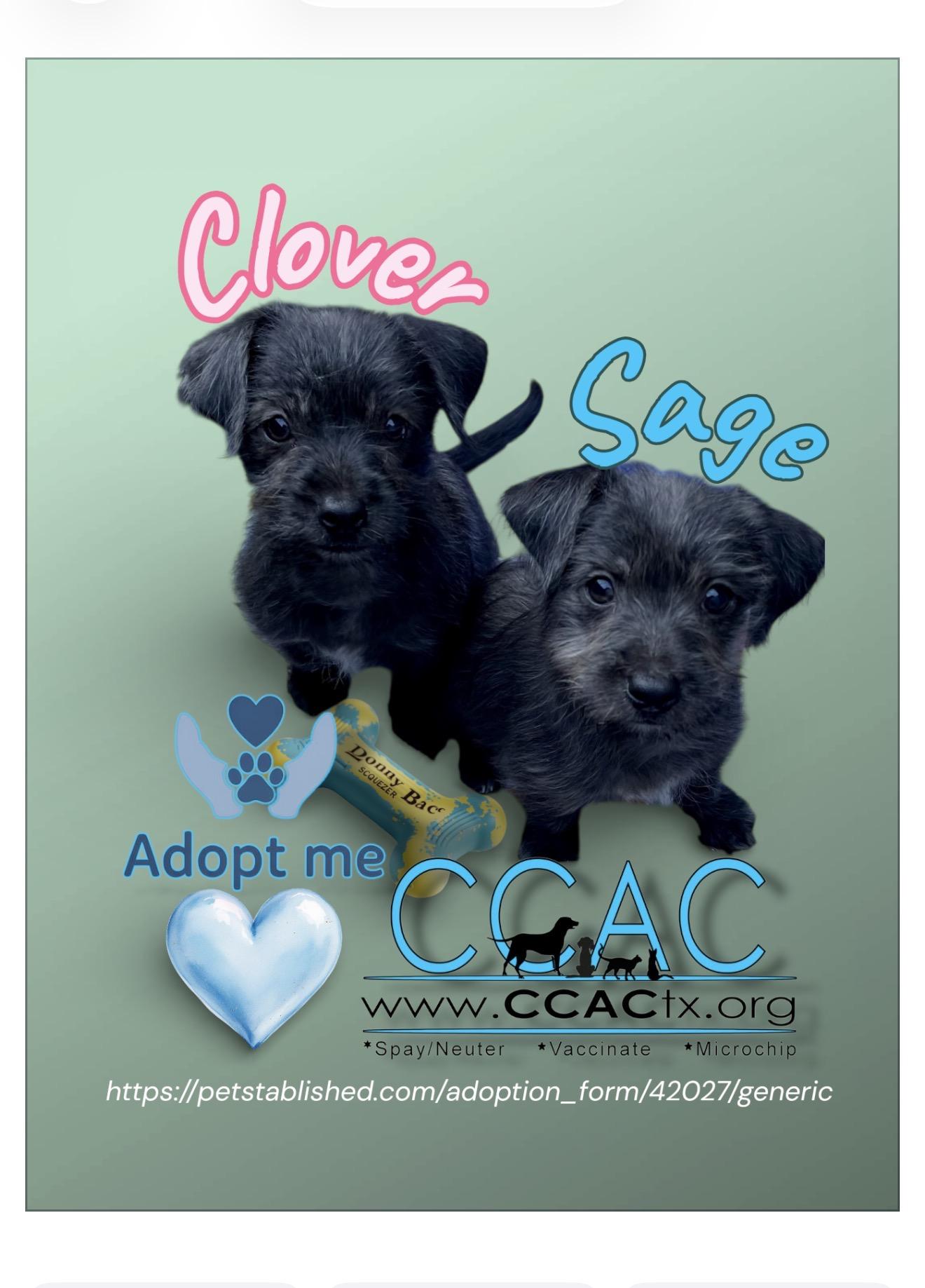 Enlarge Clover Or Sage scruffy kids, an adopted mixed breed in Lockhart, TX image 1/6