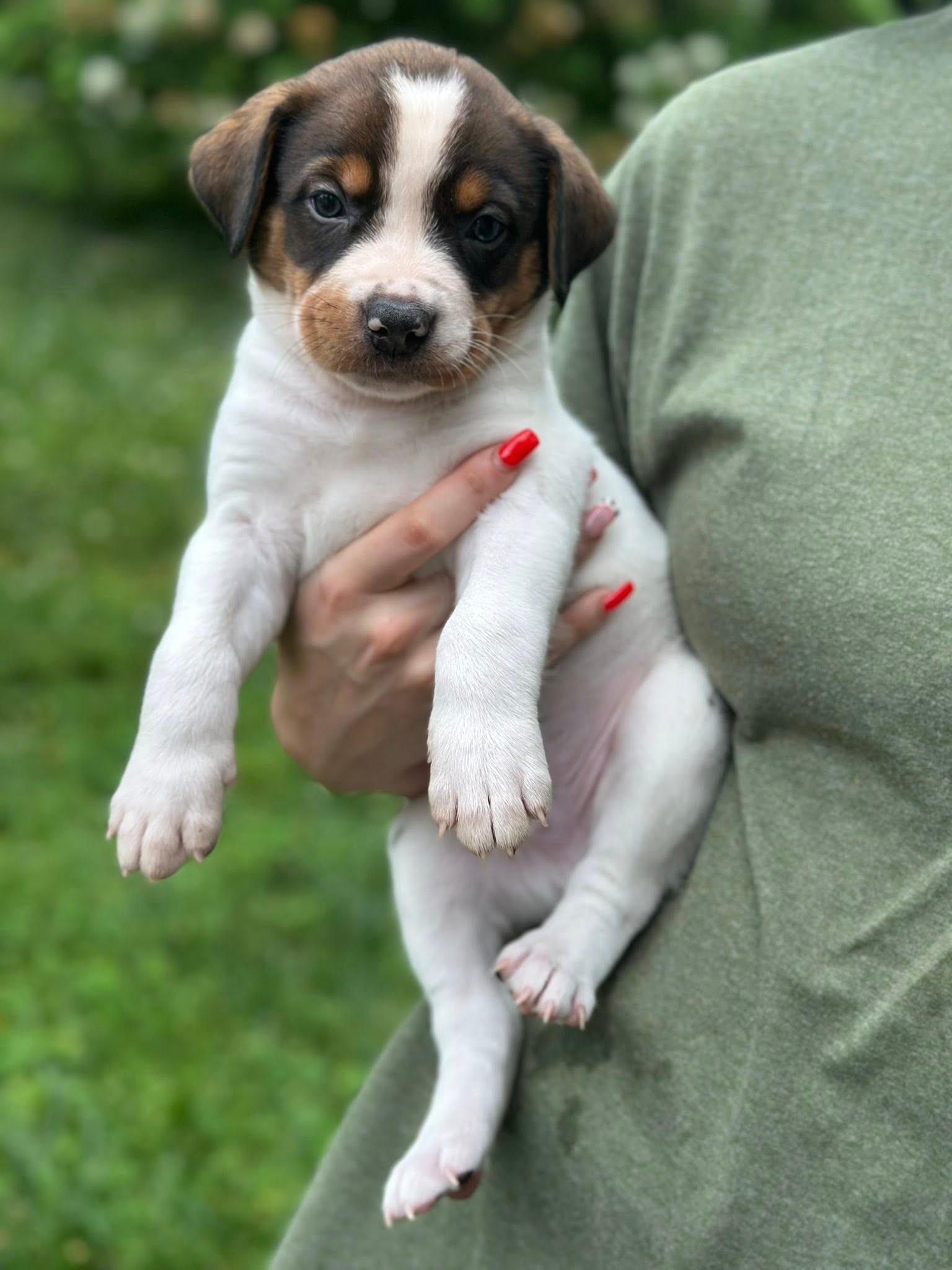 Enlarge Motley, an adopted mixed breed in Middletown, NY image 1/1
