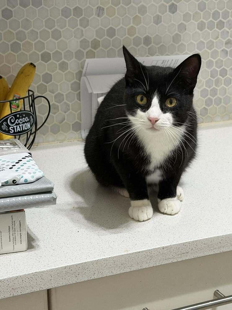 Thor, Adoptable, Young Male Domestic Short Hair.