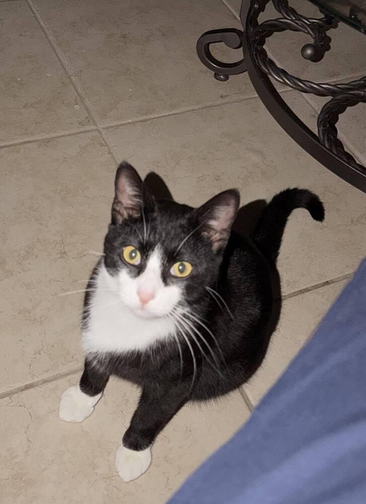 Thor, a Adoptable Domestic Short Hair in DELTONA, FL image 4/4