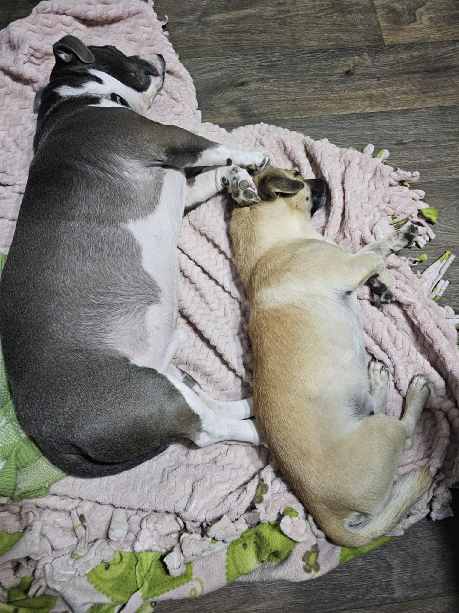 Duke, Adoptable, Young Male Pug & Dachshund.