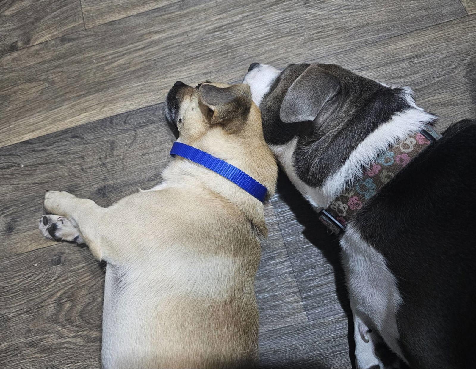 Enlarge Duke, a Adoptable mixed breed in PITTSBURGH, PA image 2/3