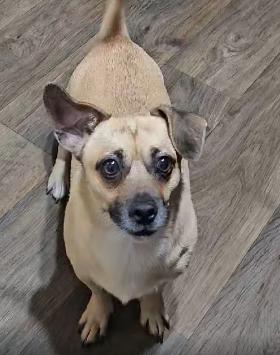 Enlarge Duke, a Adoptable mixed breed in PITTSBURGH, PA image 3/3