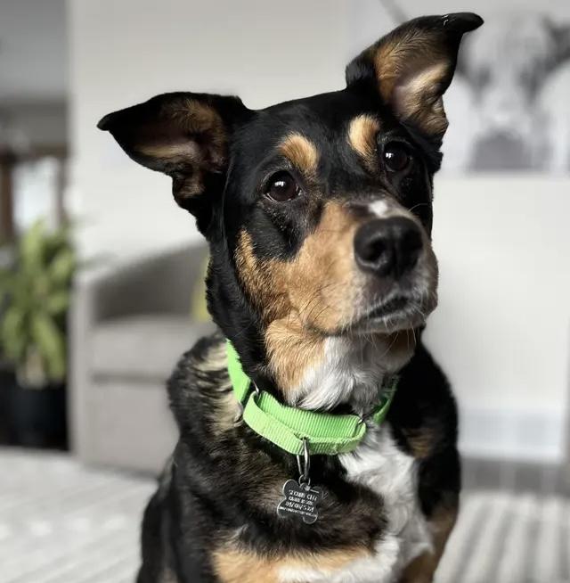 Enlarge Ostentatia Wallace, an adoptable mixed breed in Palatine, IL image 1/5