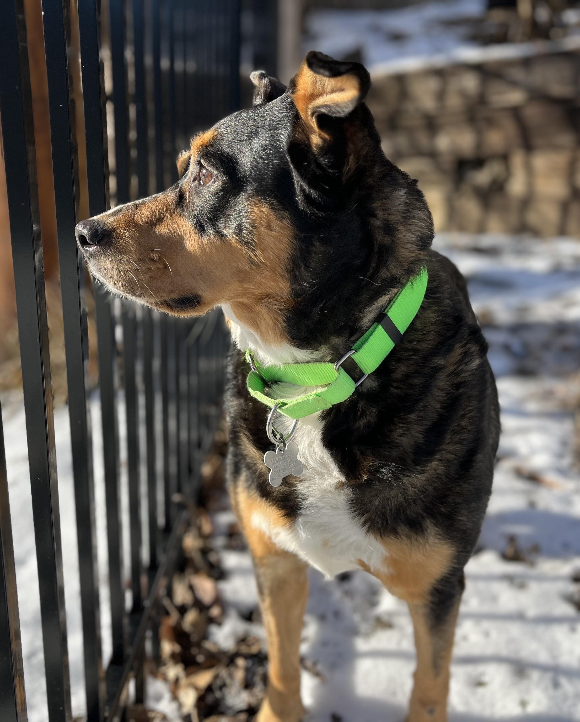 Enlarge Ostentatia Wallace, an adoptable mixed breed in Palatine, IL image 5/5