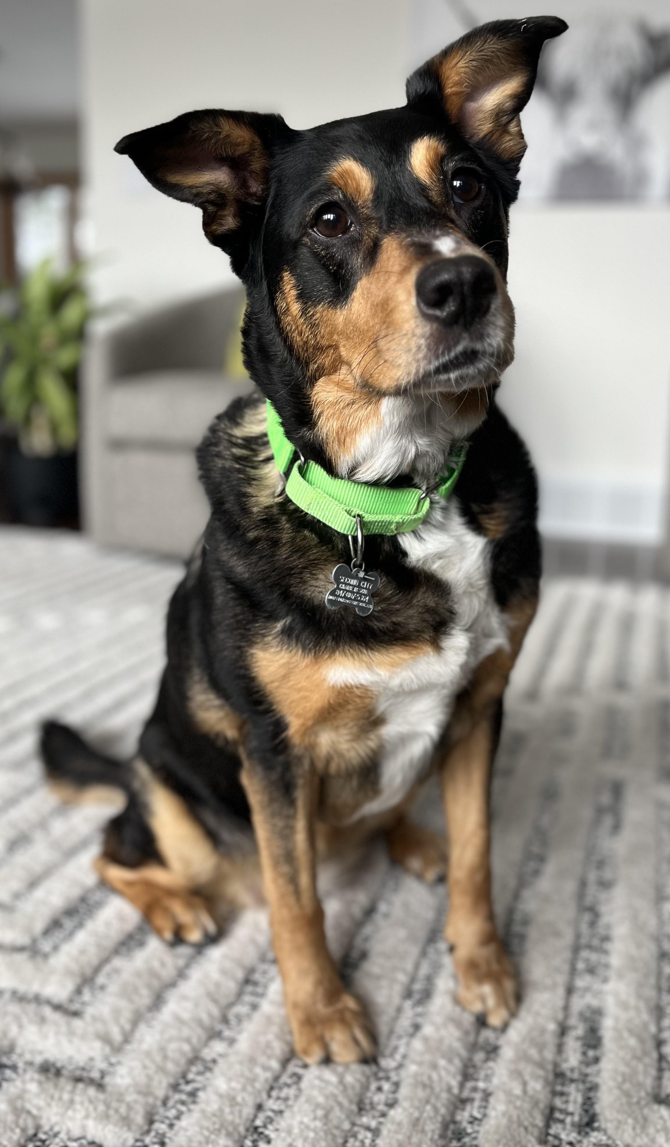 Enlarge Ostentatia Wallace, an adoptable mixed breed in Palatine, IL image 4/5