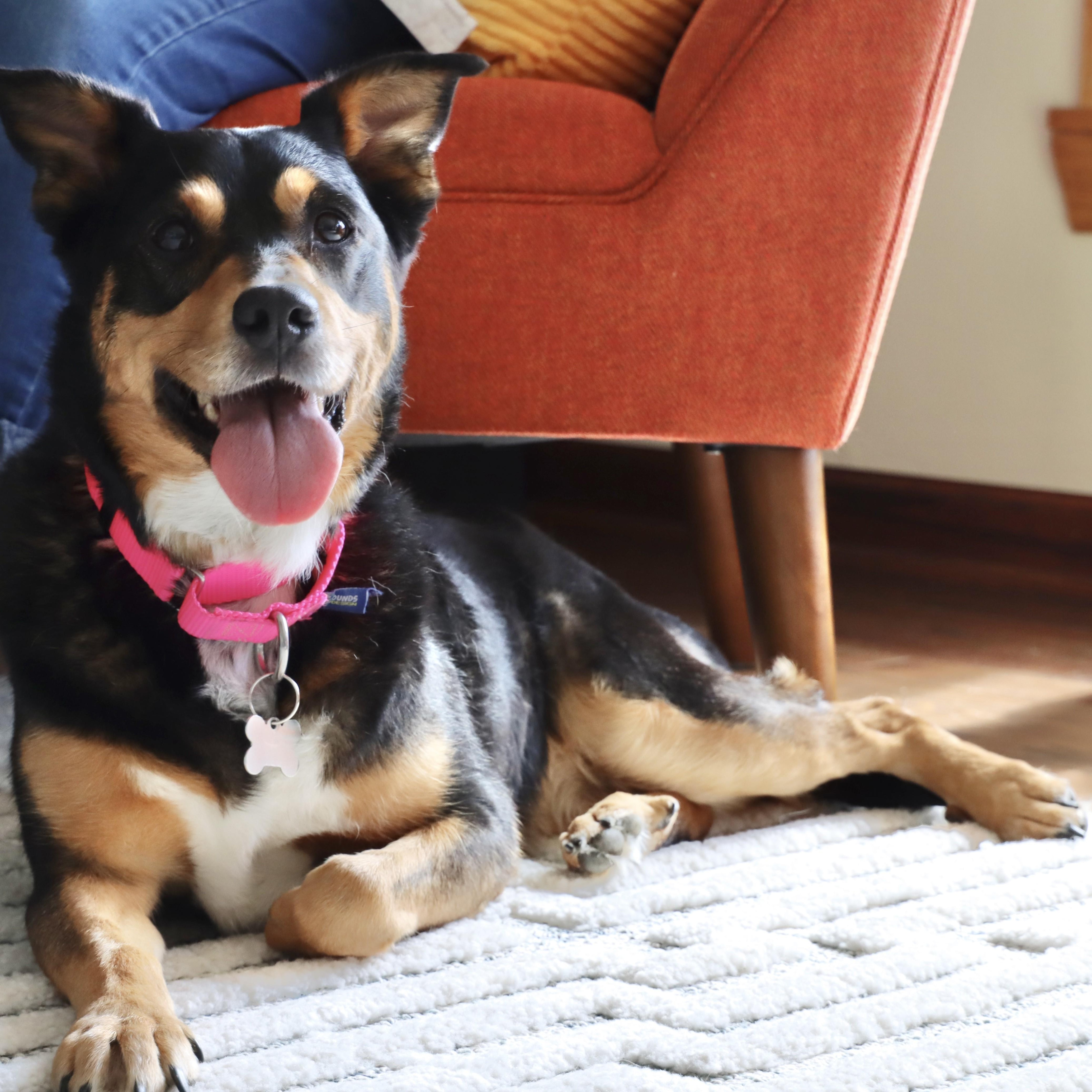 Izzy, Adoptable, Adult Female Australian Cattle Dog / Blue Heeler & Mixed Breed.