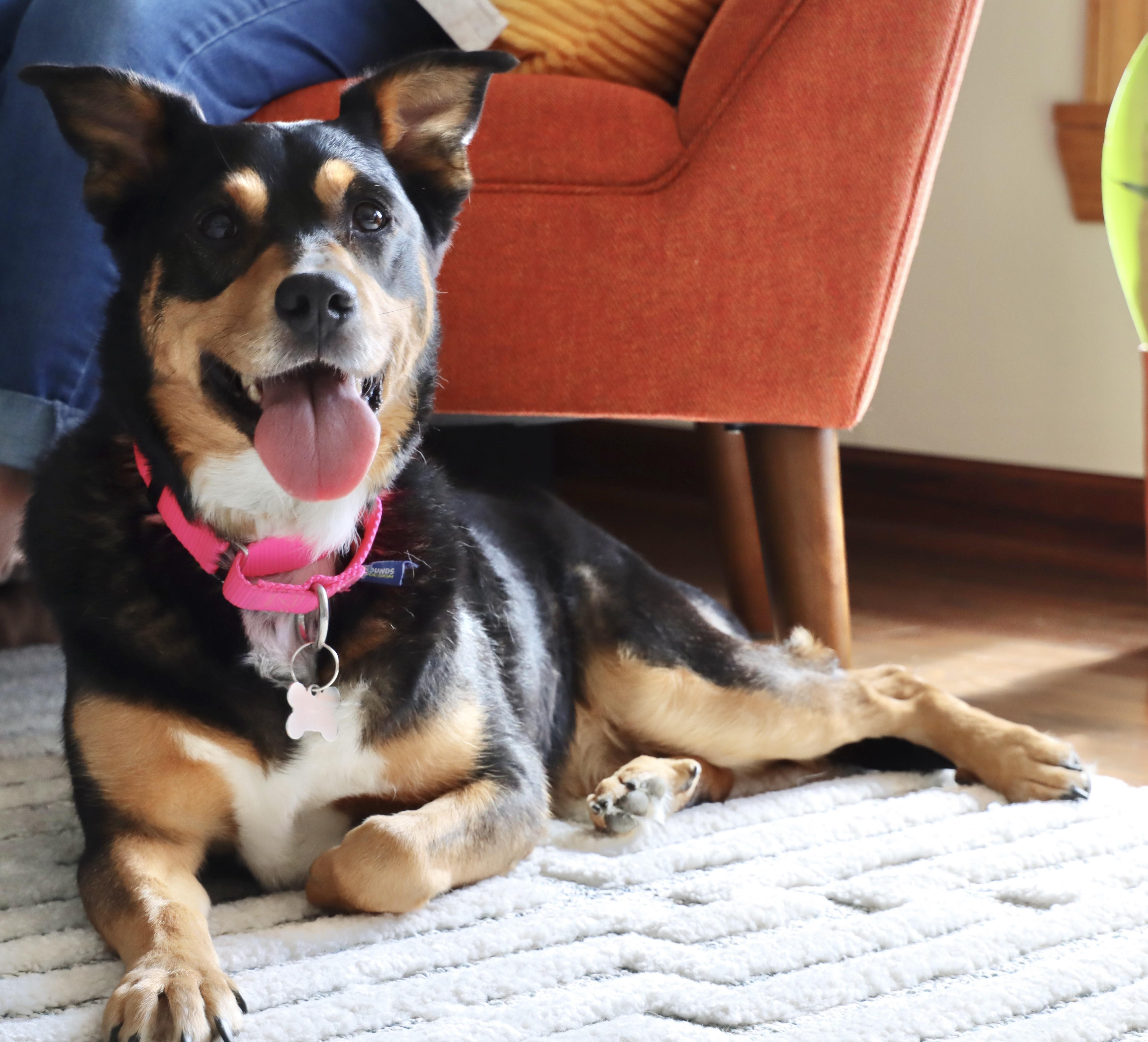 Enlarge Izzy, a Adoptable mixed breed in Palatine, IL image 2/6