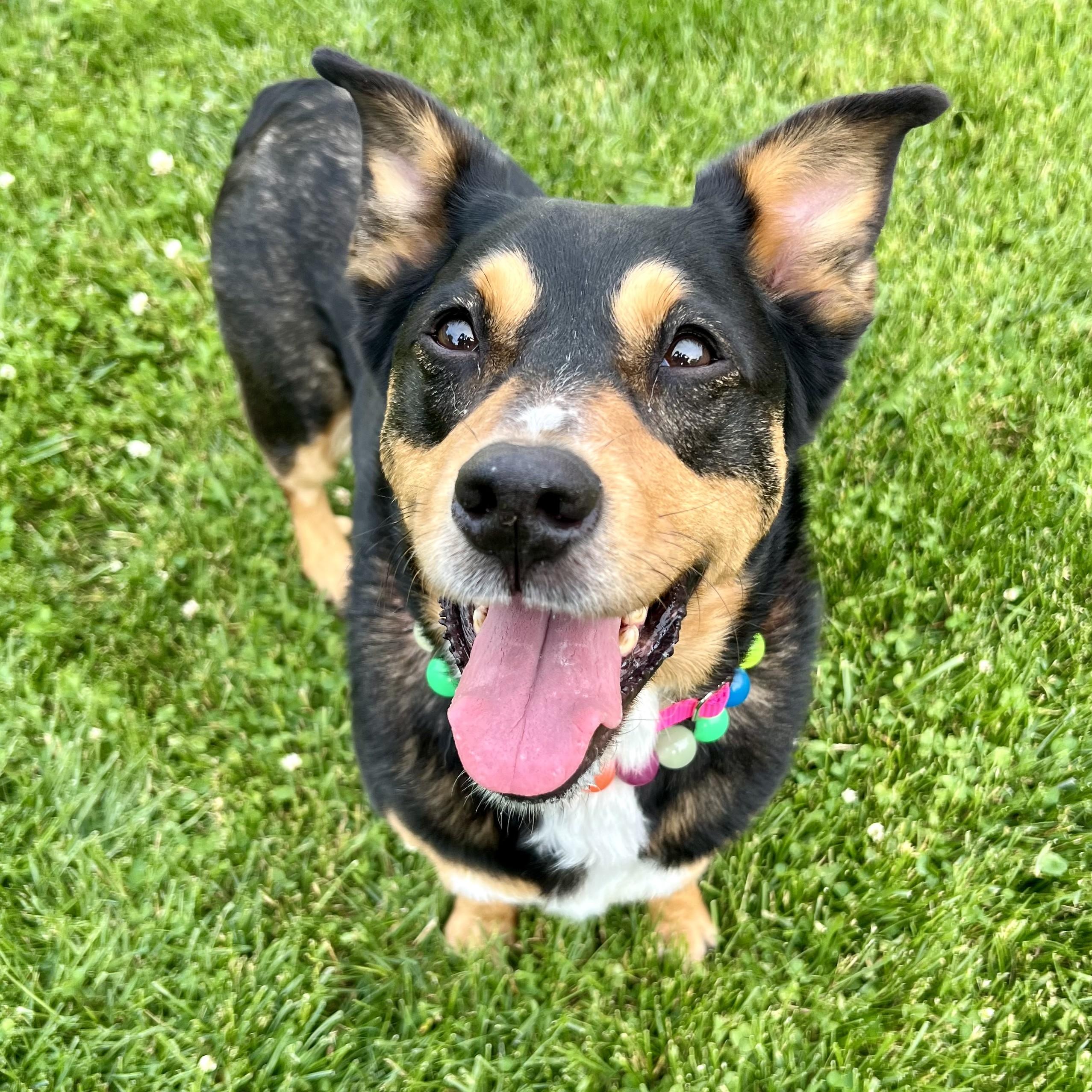 Izzy, adoptable, Adult Female Australian Cattle Dog / Blue Heeler & Mixed Breed.