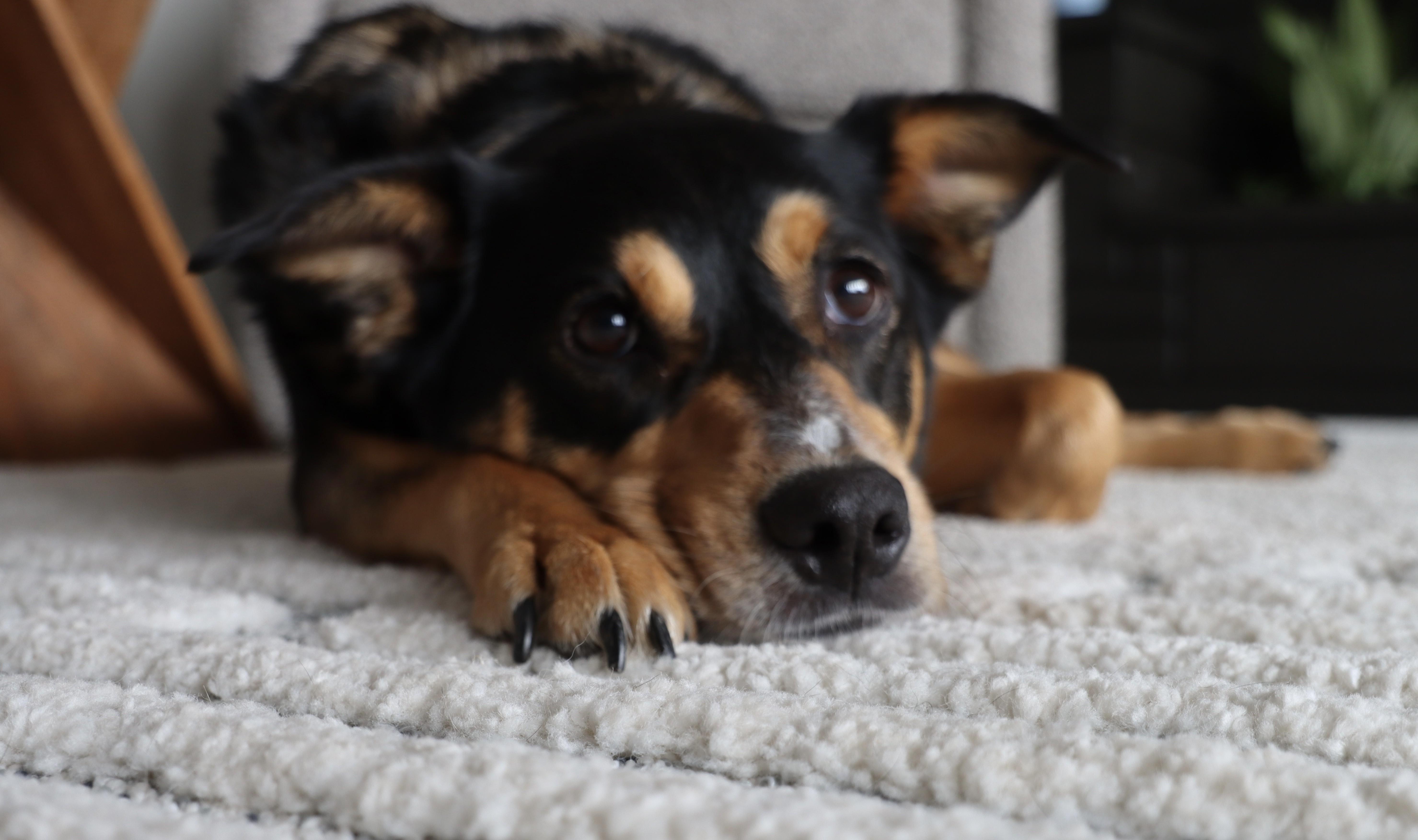 Enlarge Izzy, a Adoptable mixed breed in Palatine, IL image 3/6