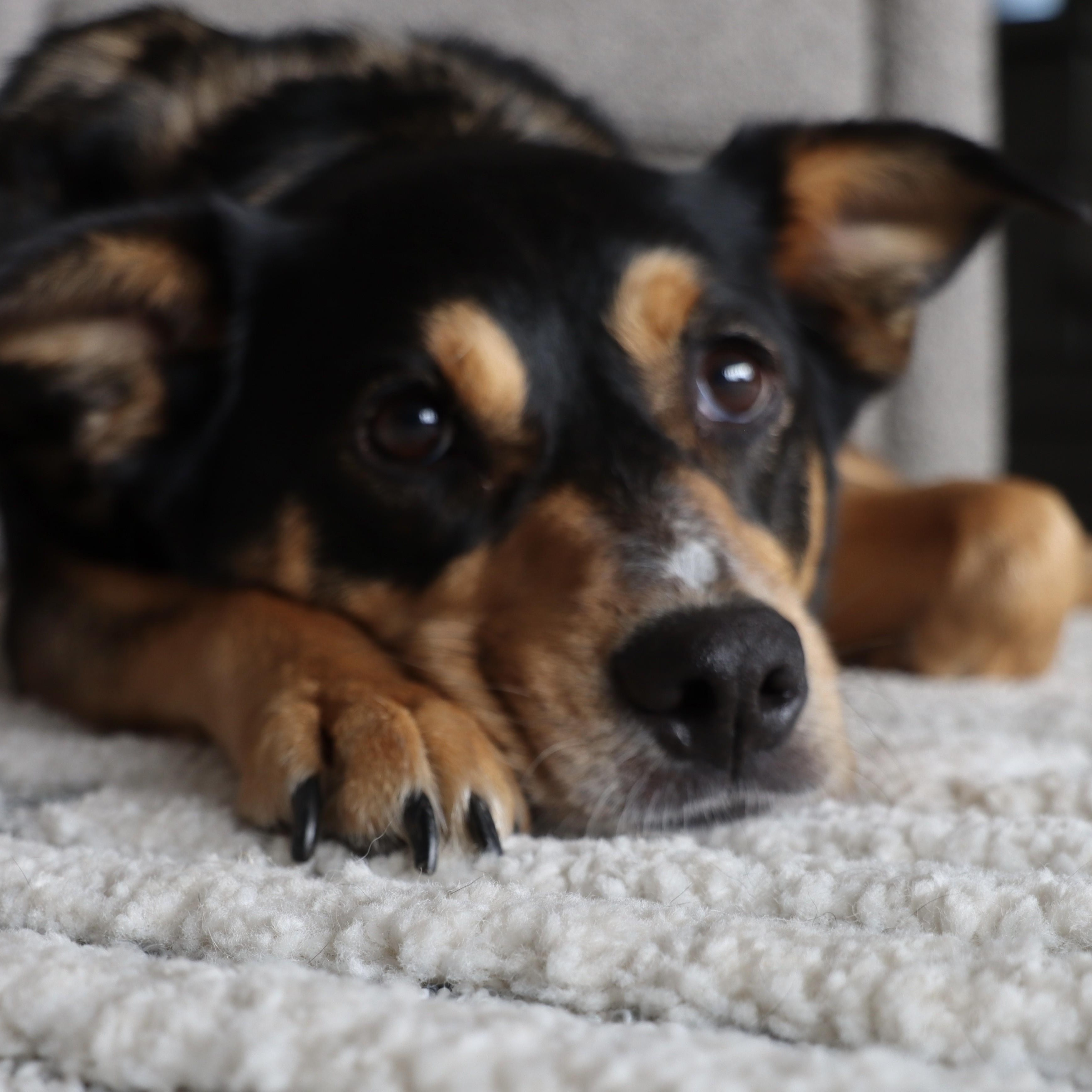 Enlarge Izzy, a Adoptable mixed breed in Palatine, IL image 3/6