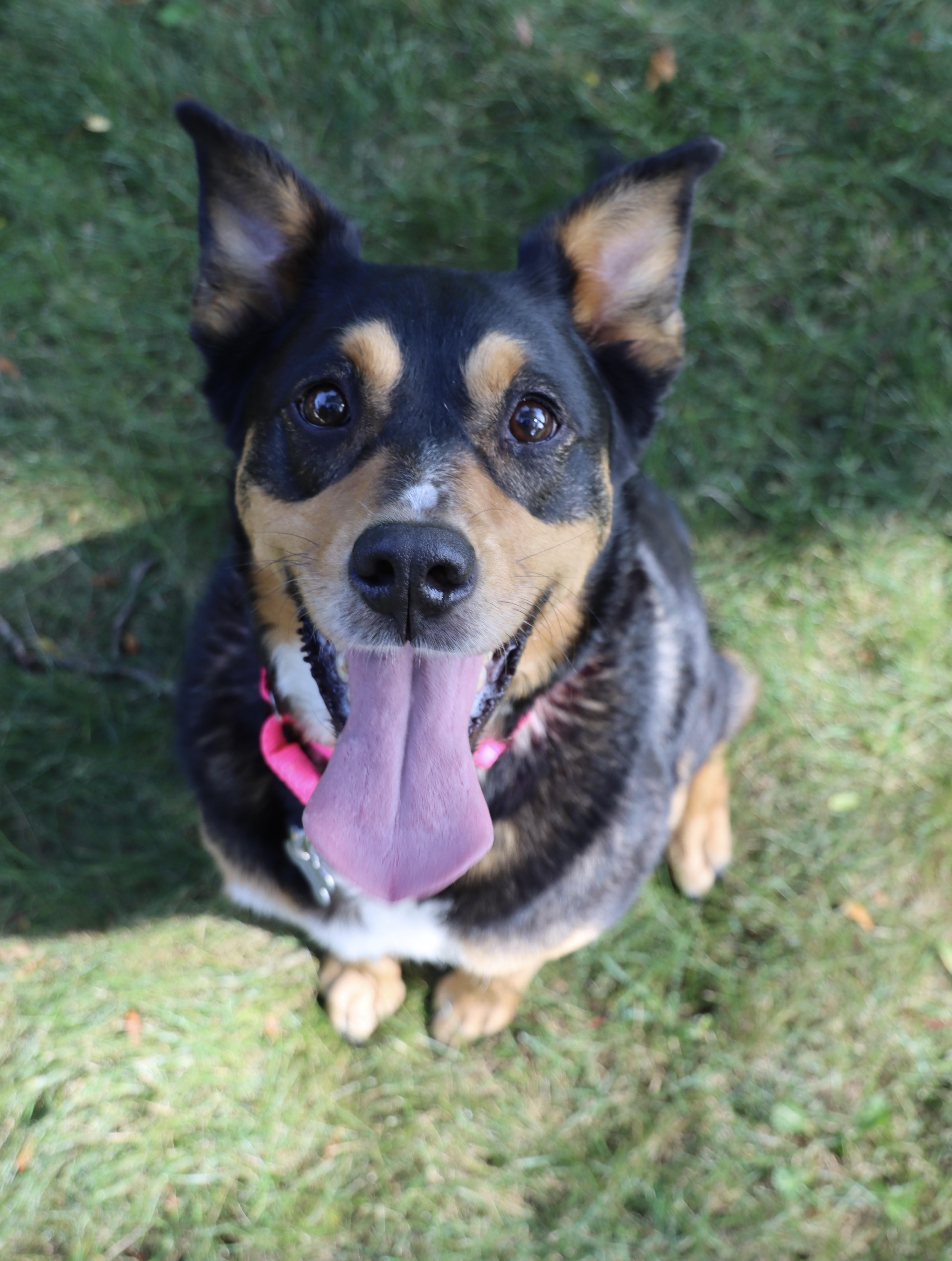 Izzy, Adoptable, Adult Female Australian Cattle Dog / Blue Heeler & Mixed Breed.