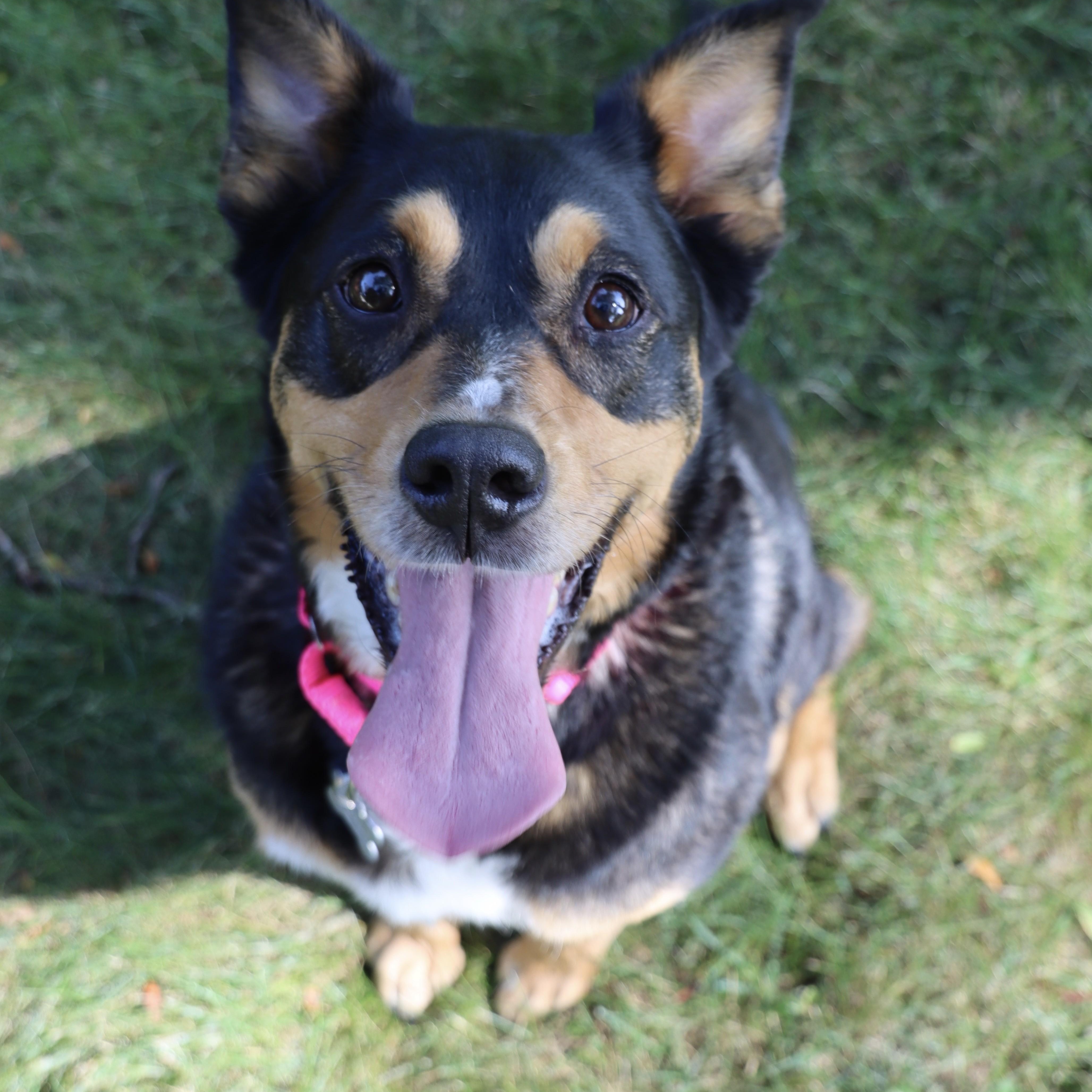 Enlarge Izzy, a Adoptable mixed breed in Palatine, IL image 2/6