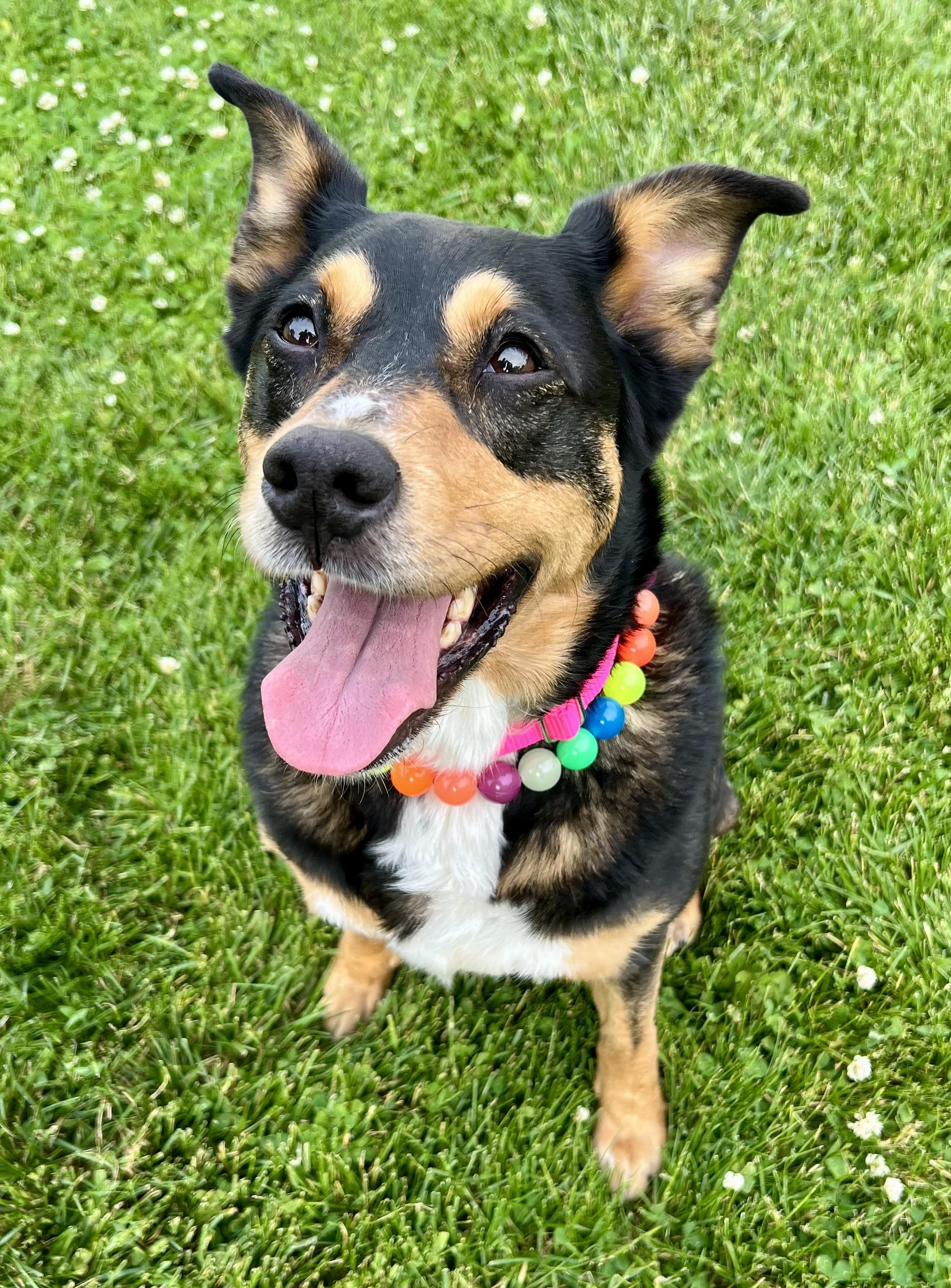 Izzy, an adoptable mixed breed in Palatine, IL image 6/6