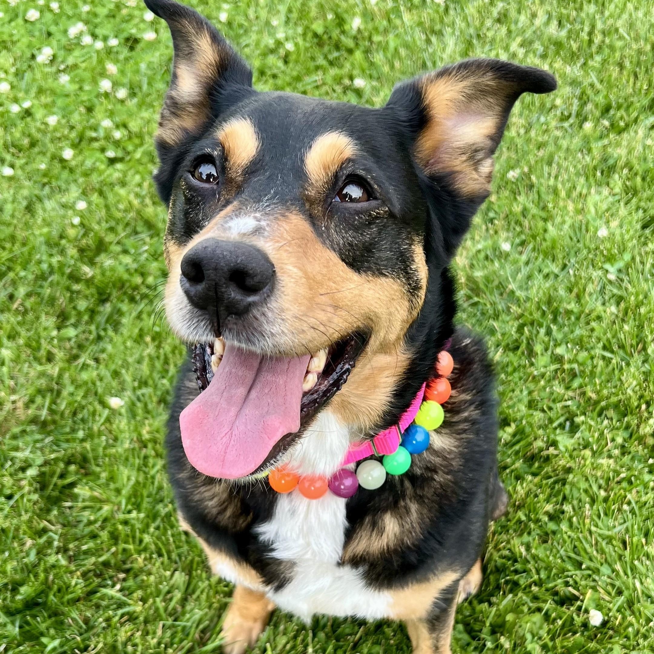 Enlarge Izzy, a Adoptable mixed breed in Palatine, IL image 6/6