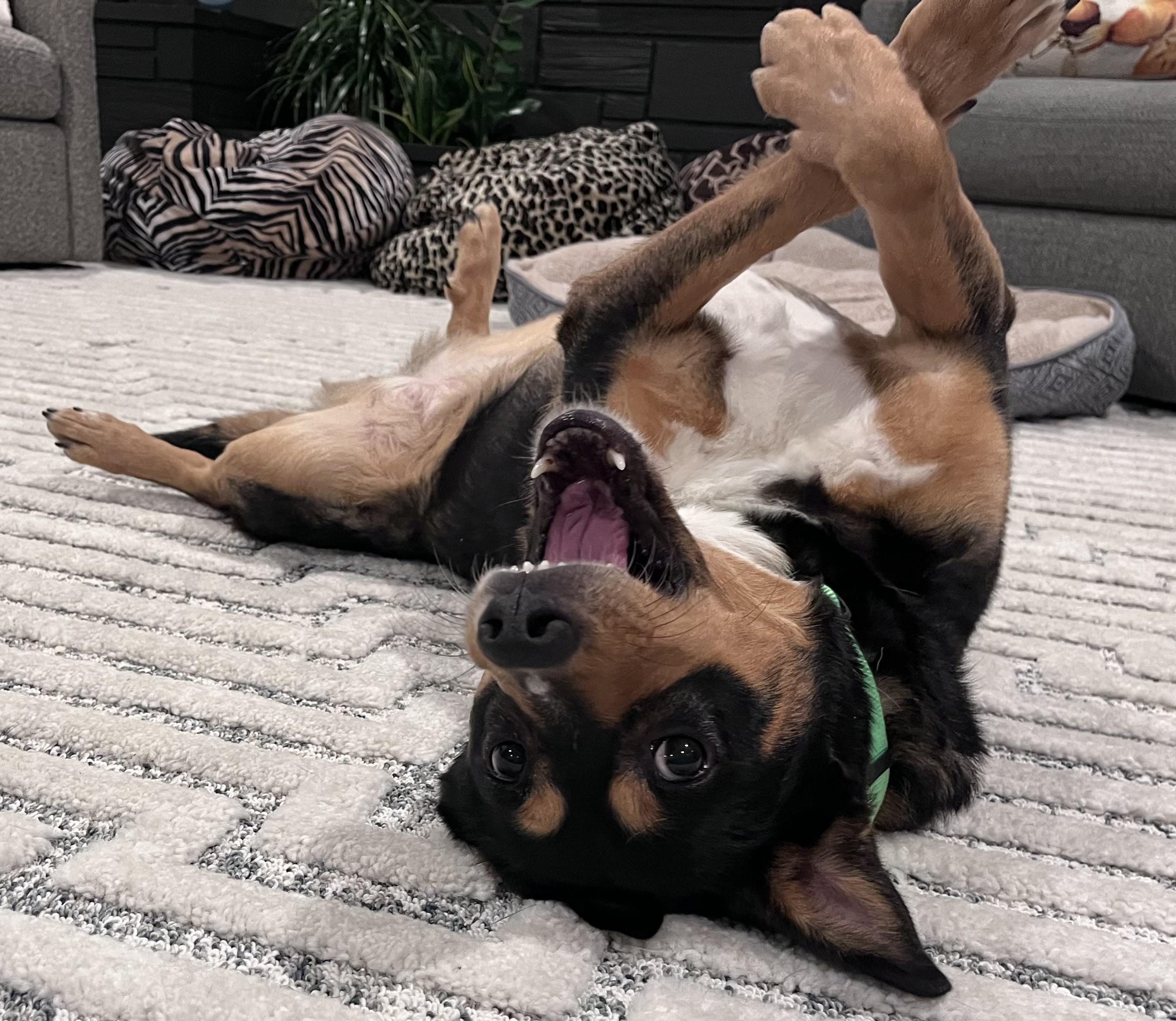 Ostentatia Wallace, an adoptable mixed breed in Palatine, IL image 6/6