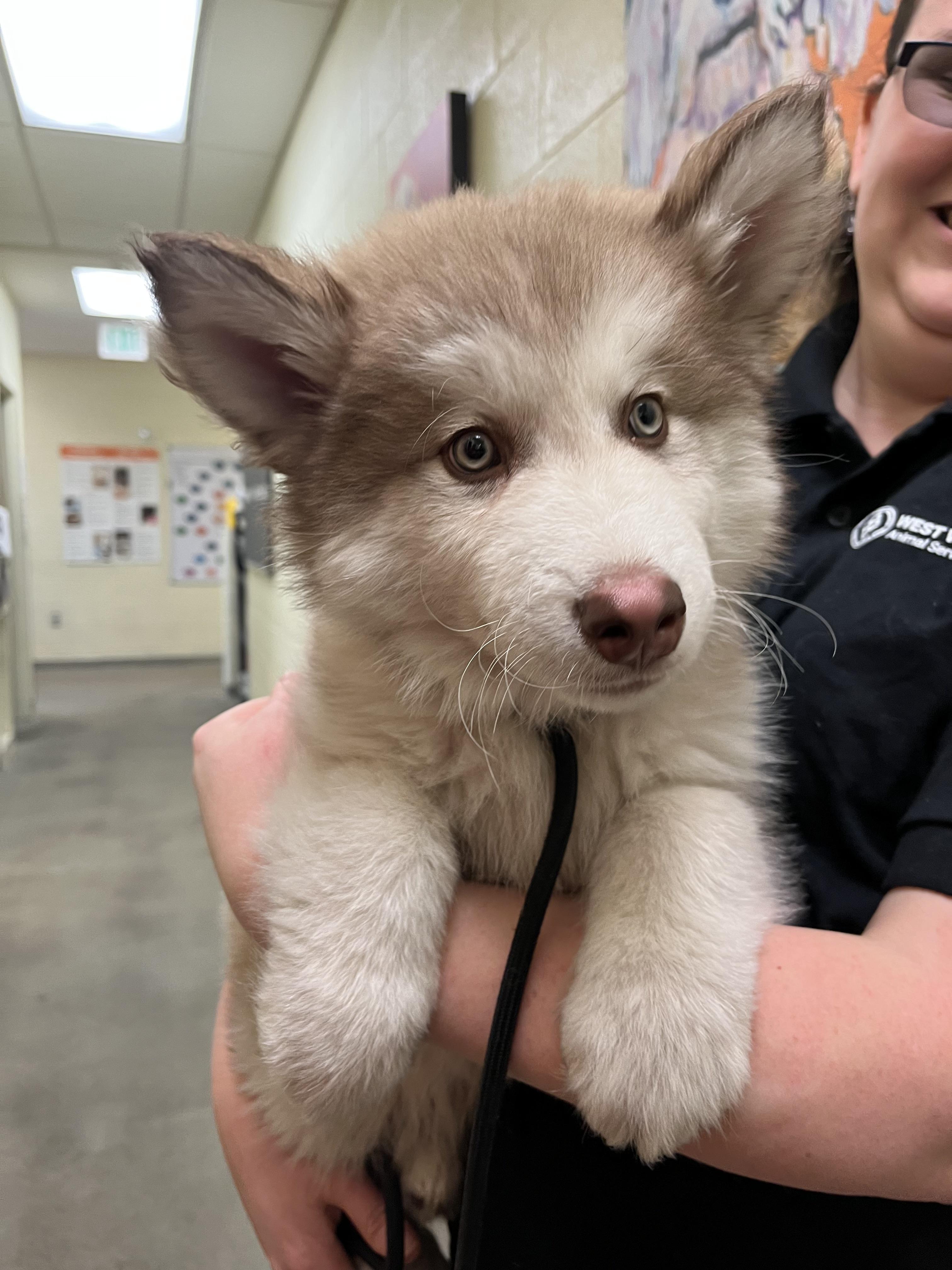 Franklin, Adopted, Young Male Alaskan Malamute.