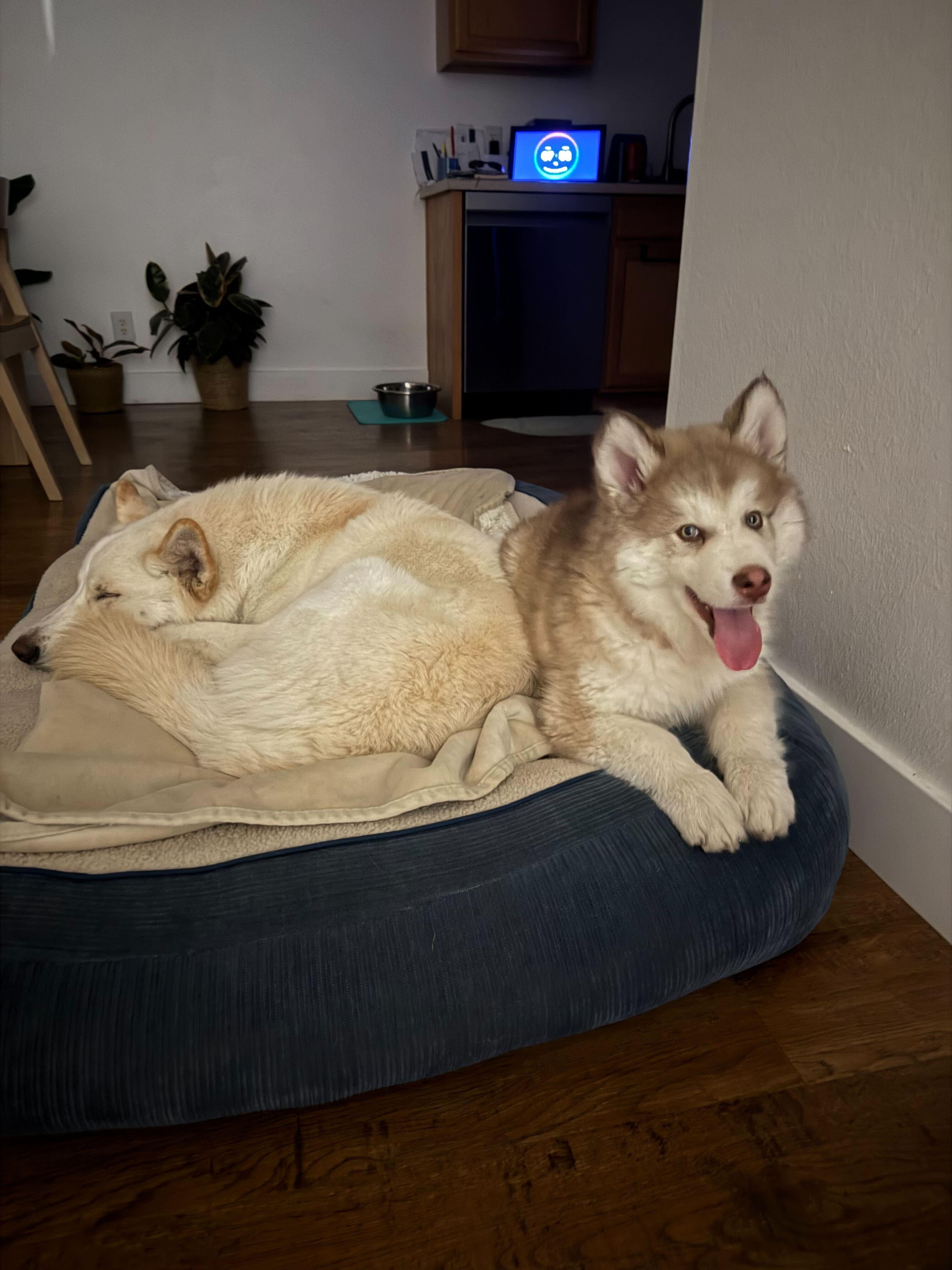 Enlarge Franklin, a Adopted Alaskan Malamute in Cottonwood Heights, UT image 3/4