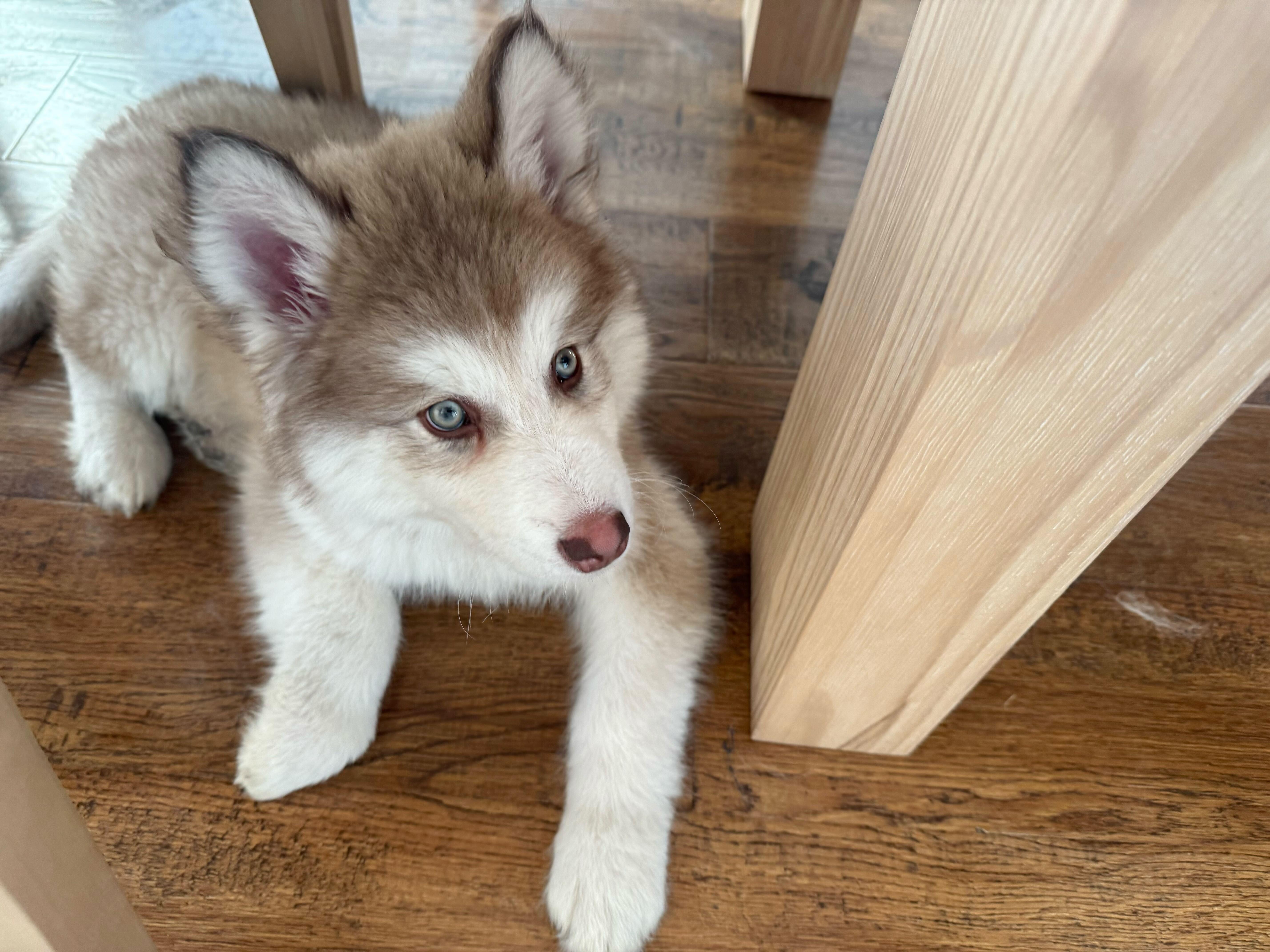 Enlarge Franklin, a Adopted Alaskan Malamute in Cottonwood Heights, UT image 4/4