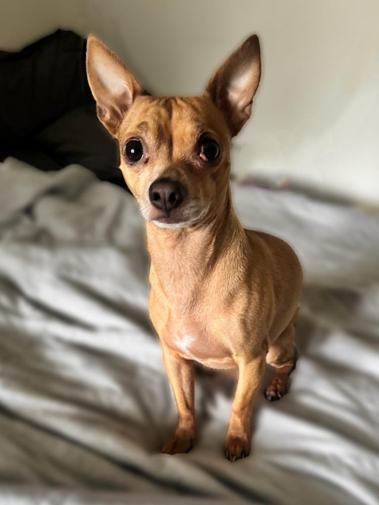 Bruno, Adoptable, Adult Male Chihuahua.