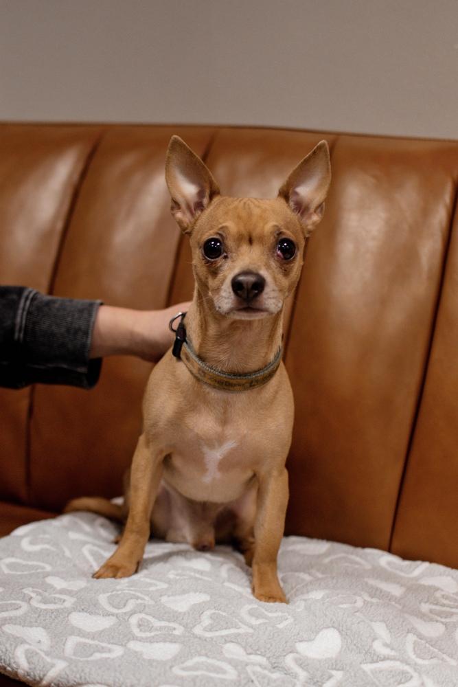 Enlarge Bruno, a Adoptable Chihuahua in Frankfort, NY image 4/6