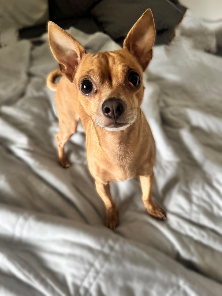 Enlarge Bruno, a Adoptable Chihuahua in Frankfort, NY image 5/6