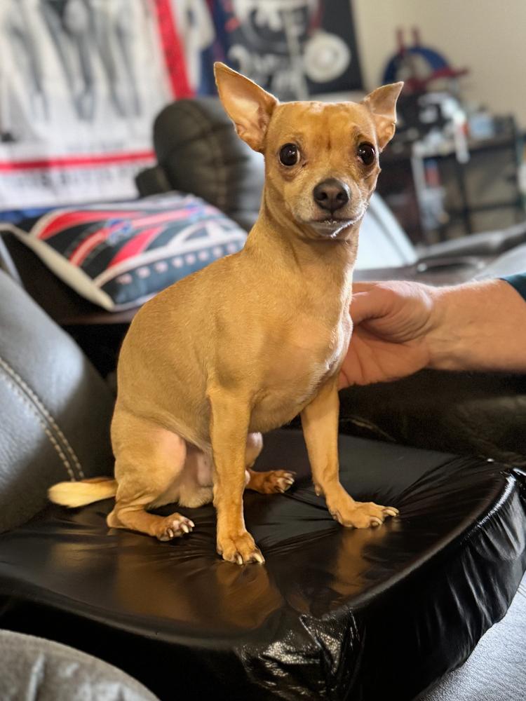 Enlarge Bruno, a Adoptable Chihuahua in Frankfort, NY image 6/6