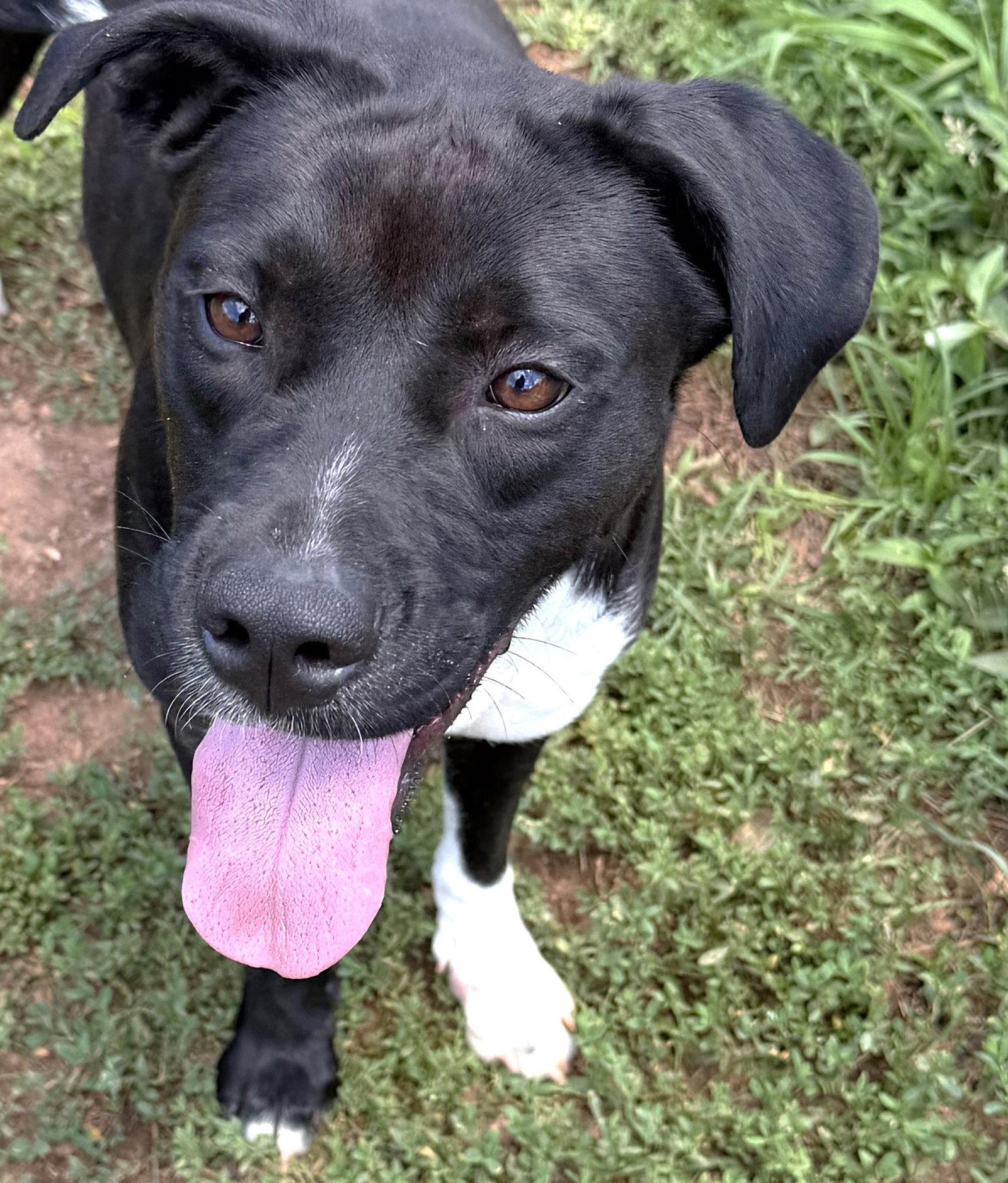 Onyx, Adoptable, Young Female Pit Bull Terrier.