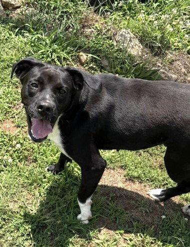 Enlarge Onyx, a Adoptable Pit Bull Terrier in Carrollton, GA image 2/3