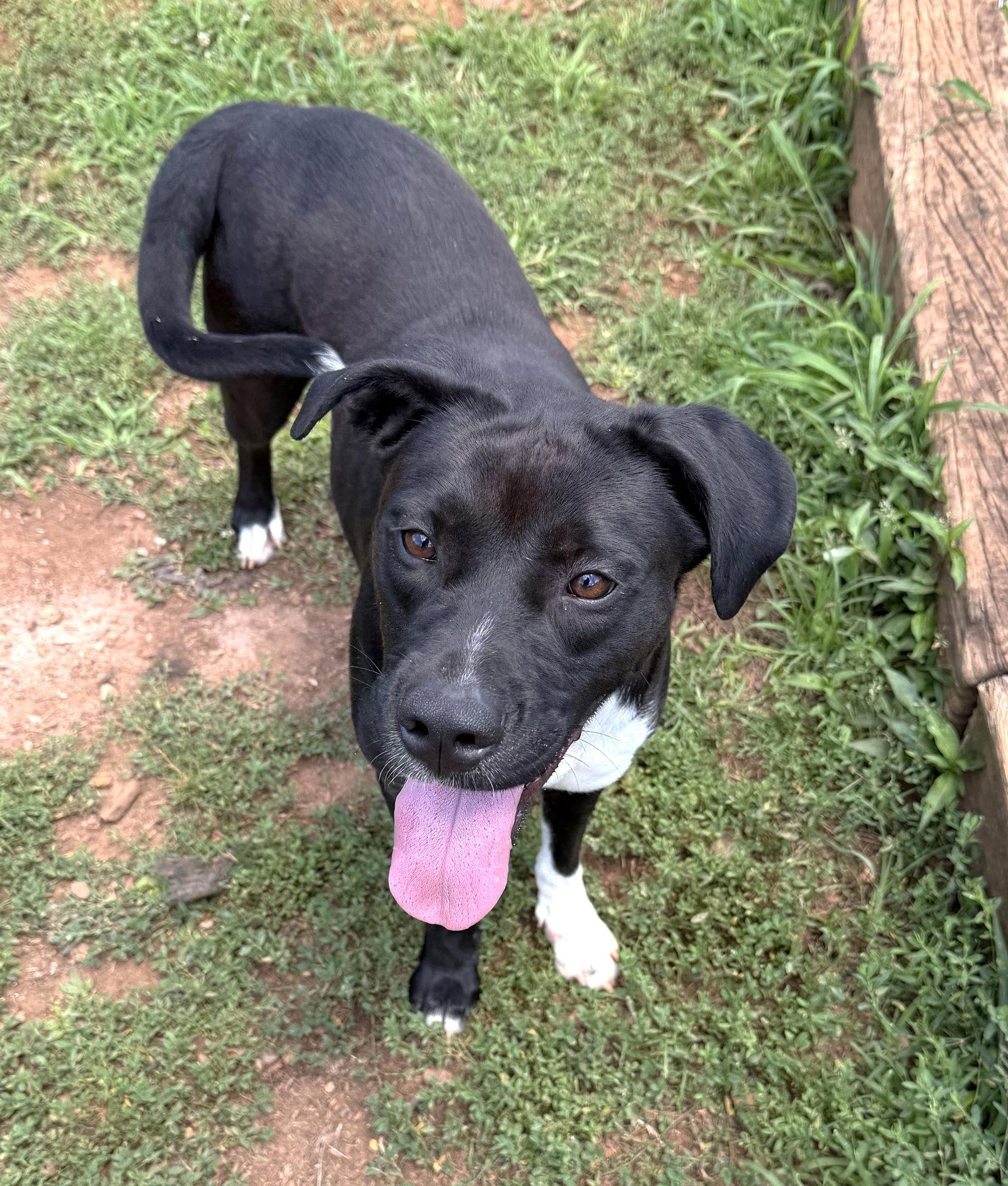Enlarge Onyx, a Adoptable Pit Bull Terrier in Carrollton, GA image 3/3
