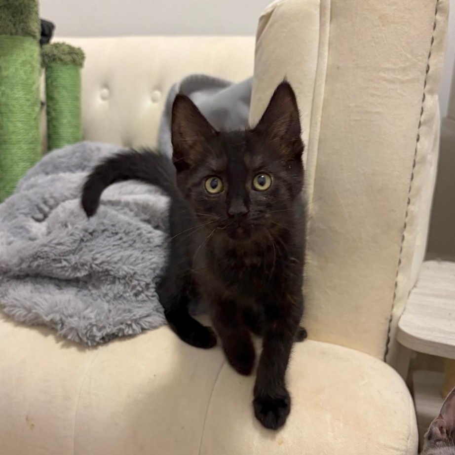 Brielle, Adoptable, Kitten Female Domestic Short Hair.
