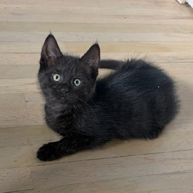 Brielle, a Adoptable Domestic Short Hair in Moriches, NY image 2/5