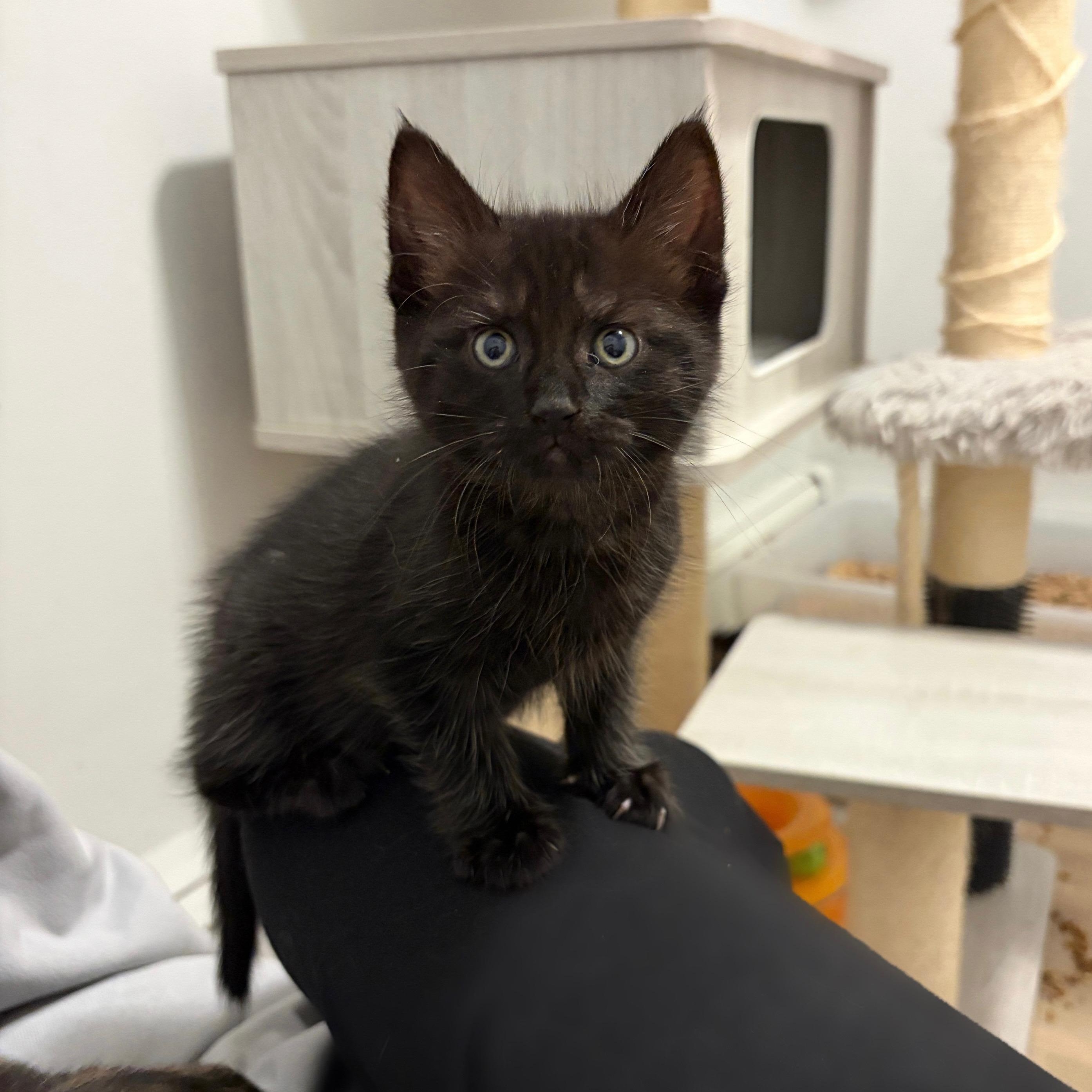 Brielle, a Adoptable Domestic Short Hair in Moriches, NY image 3/5