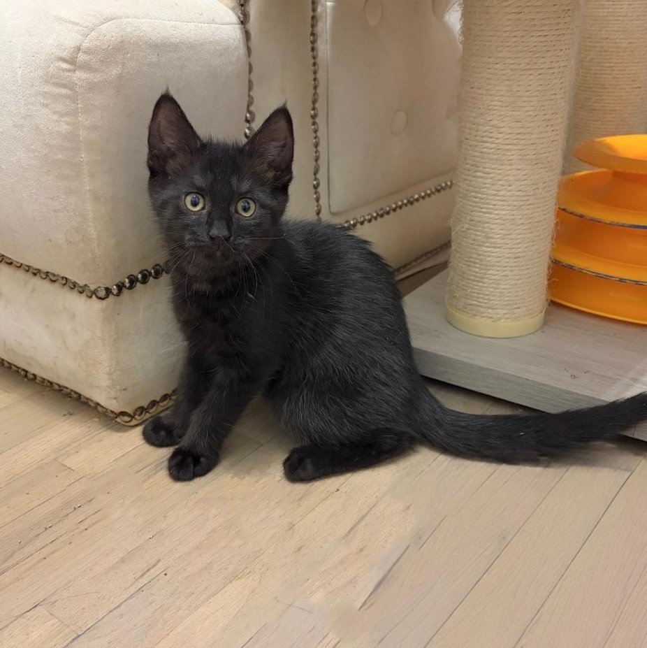 Brielle, a Adoptable Domestic Short Hair in Moriches, NY image 5/5
